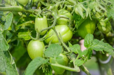 Yeşil domates. Tarım kavramı. Yeşil kaynaklanıyor dallarında büyüyen olgunlaşmamış sebze