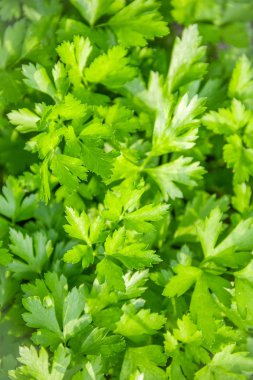 bahçede yeşil çim maydanoz yakın çekim