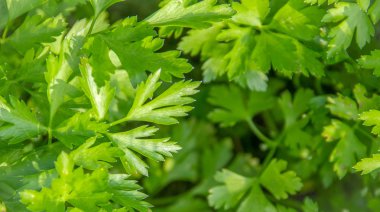 bahçede yeşil çim maydanoz yakın çekim