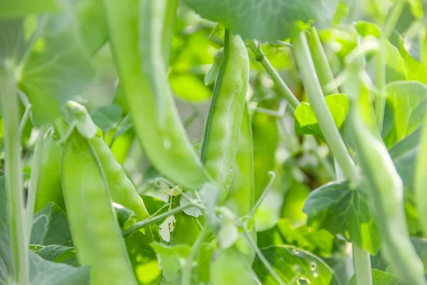 Genç yeşil elmanın yarısı bir sera. Antakya, Türkiye.