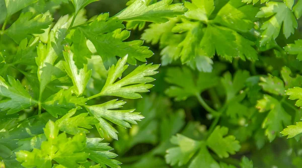 bahçede yeşil çim maydanoz yakın çekim