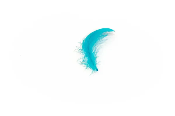 青い鳥羽、白い背景で隔離 — ストック写真