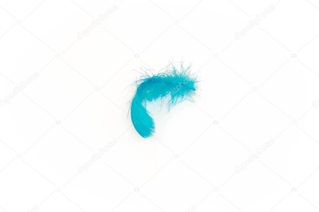 blue bird feather, isolated on white background