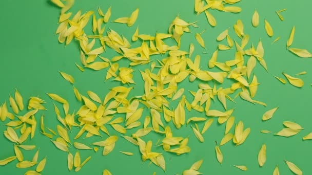 Close-up, top view: yellow petals blows off the wind on a green background. Slow Motion video. Close up top view — ストック動画