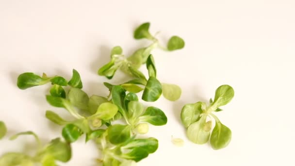 Фон питания: листья салата из кукурузного салата. Видео Slow Motion. Закрыть — стоковое видео