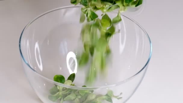 Yemek arkaplanı: Mısır salatası, kuzu marulu. Slow Motion videosu. Kapat. — Stok video