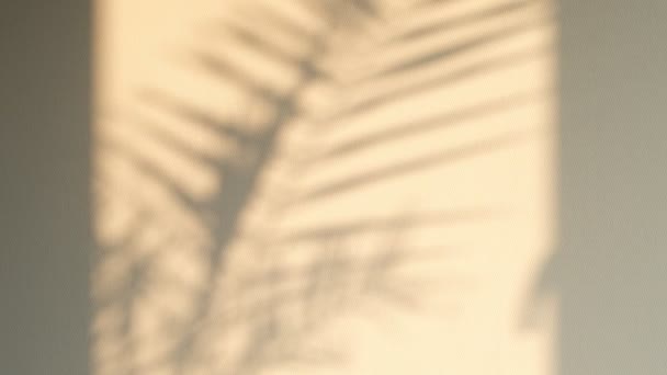 Detailní nahoru pohyb stínu palmové listy na bílém pozadí stěny — Stock video