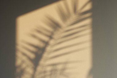 Yapraklı Gri Beton Duvar. Gölge desenli. Sıvanın dokusu....