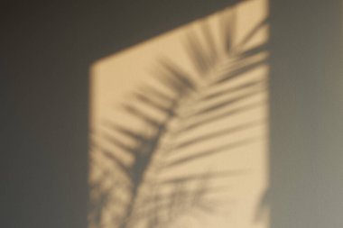 Yapraklı Gri Beton Duvar. Gölge desenli. Sıvanın dokusu....