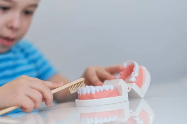 Κοντινό μοντέλο ανθρώπινου σαγονιού με λευκά δόντια. μικρό αγόρι μαθαίνει να βουρτσίζει τα δόντια του με οδοντιατρική διάταξη γνάθου. — Φωτογραφία Αρχείου
