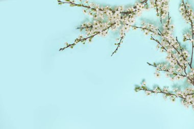 Mavi arka planda küçük beyaz çiçekler. Üst Manzara. Sevgi ve selamlama zamanı. Bahar Zamanı Değişimi, Bahar Çiçekleri