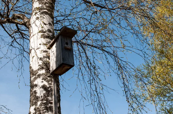 Birdhouse Birch Tree — Stock Photo, Image