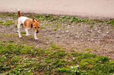 Küçük bir köpek yol boyunca çalışıyor