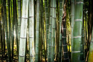  Bambu grove güneş ışığı altında