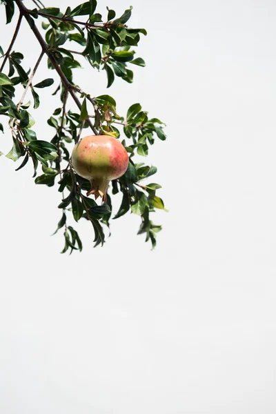 Owoc granatu różowy — Zdjęcie stockowe