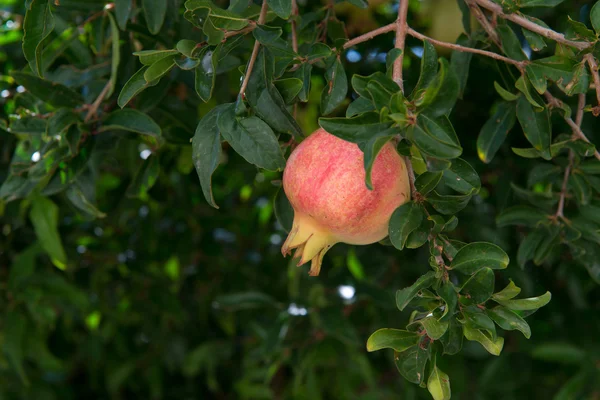 Rosa Granatapfelfrucht — Stockfoto