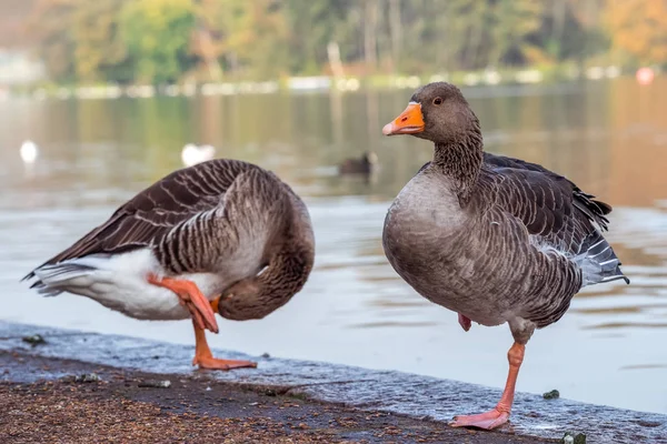 Divoké husy na Hyde Park, Londýn — Stock fotografie