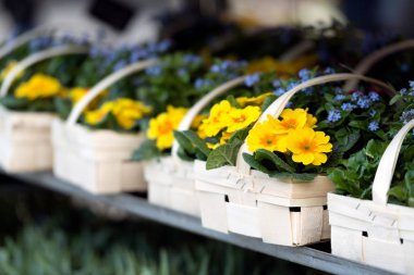 Bahar çiçekleri ile sepetleri