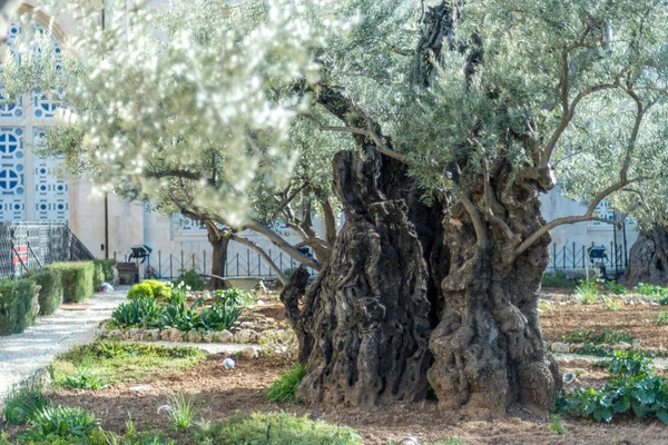 Старые оливковые деревья в Гефсиманском саду — стоковое фото