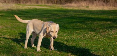 Mutlu Labrador Retriever köpek oturan çimenlerin üzerinde