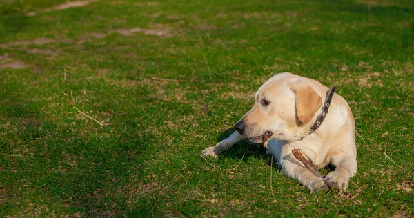 Happy Labrador Retriever Dog Sitting on the grass. Portrait — Stock Photo, Image