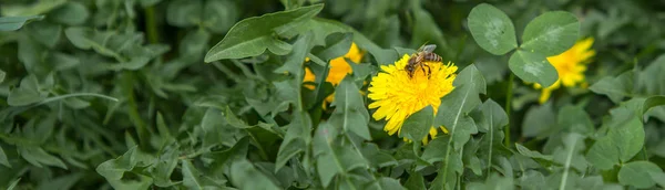 Pszczoła na mniszek lekarski. Miód pszczeli zapylających na wiosna łąka — Zdjęcie stockowe