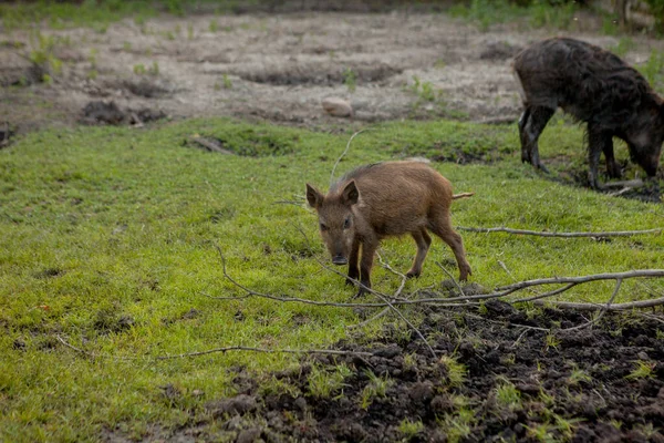 Rodzina Grupa z wart Hogs wypas jedzenie trawa jedzenie razem. — Zdjęcie stockowe