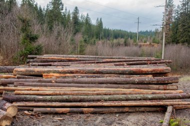Çam ormanları ormandaki ahşap günlükleri bir yığın yığın. Taze doğranmış ağaç günlükleri küme içinde birbiri üstüne yığılmış.