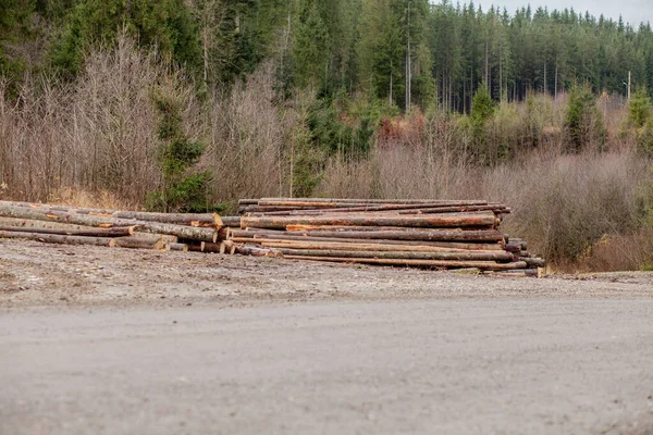 Troncos de madera de pino en el bosque, apilados en una pila. Troncos de árboles recién picados apilados uno encima del otro en una pila . — Foto de Stock