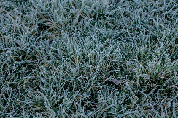 Close up de lâminas de grama congelada como fundo natural verde. DOF superficial — Fotografia de Stock