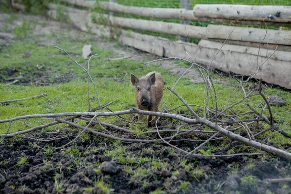 Family Group of Wart Hogs Grazing Eating Grass Food Together. — Stock Photo, Image