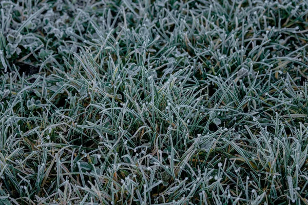Close up de lâminas de grama congelada como fundo natural verde. DOF superficial — Fotografia de Stock