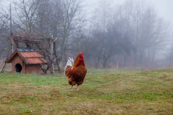 Όμορφη Rooster στέκεται στο γρασίδι σε θολή φύση πράσινο φόντο.rooster πρόκειται να κοράκι. — Φωτογραφία Αρχείου