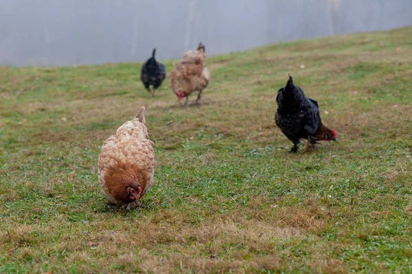 Rooster and chickens grazing on the grass