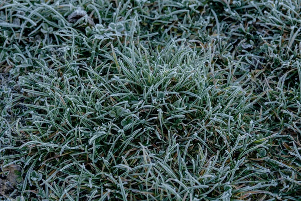 Close up of frozen grass blades as green natural background. Mělké Dof — Stock fotografie