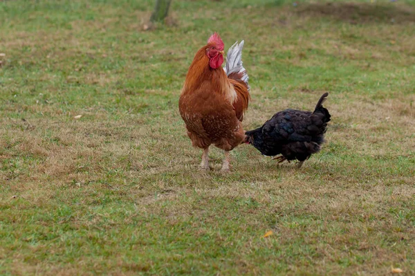 Κόκκορας και κοτόπουλα βόσκησης στο γρασίδι — Φωτογραφία Αρχείου