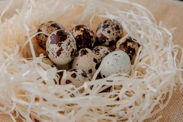 Huevos de codorniz yacen en un nido . — Foto de Stock