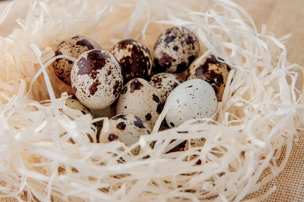 Huevos de codorniz yacen en un nido . — Foto de Stock