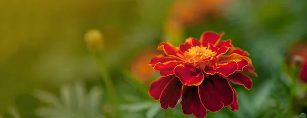 stock image Close up of beautiful Marigold flower Tagetes erecta, Mexican, Aztec or African marigold in the garden. Macro of marigold in flower bed sunny day. Magrigold background or tagetes card