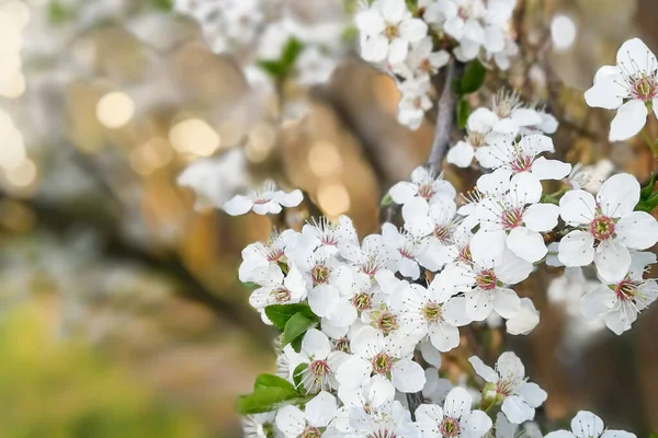 Kersenboom bloemen, kersenboom bloesem in het voorjaar — Stockfoto