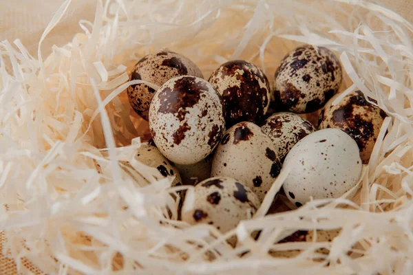Ovos de codorna estão em um ninho Foco seletivo . — Fotografia de Stock