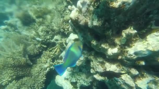 Mısır Daki Kızıl Deniz Deki Mercan Resiflerinin Vahşi Yaşam Detayları — Stok video