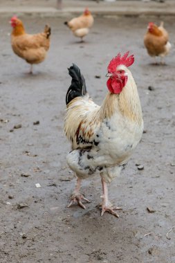 Çiftçilik, yazın avluda serbest kalan tavuklar..