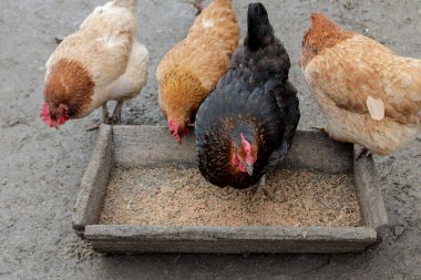Bir grup tavuk dışarıda çiftlikte yemek yiyor..