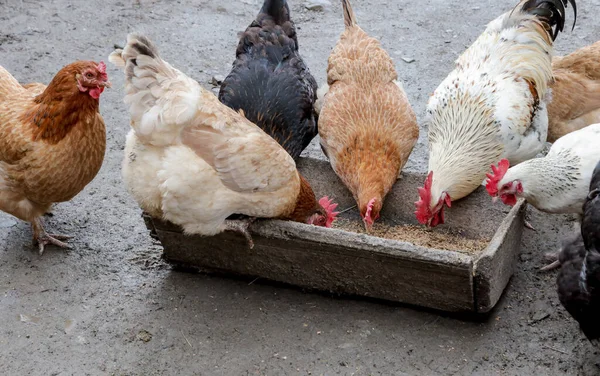 Egy Csapat Szabadtartású Csirke Kint Eszik Egy Farmon — Stock Fotó