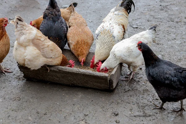 A group of free range chickens eating outside on a farm.
