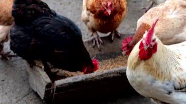 Bir grup tavuk dışarıda çiftlikte yemek yiyor.