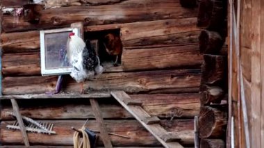 Tavuk kümesine üç tavuk giriyor..