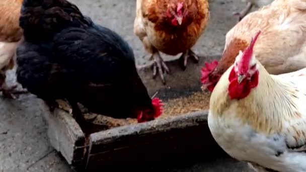 Groupe Poulets Plein Air Mangeant Extérieur Dans Une Ferme — Video