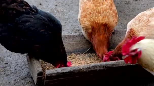 Group Free Range Chickens Eating Farm — Stock Video